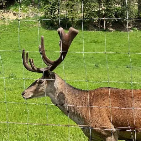 Im Wander- Und Outdoorparadies Apartman Veitsch